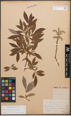 Foto von Salix caprea L. x Salix purpurea L.